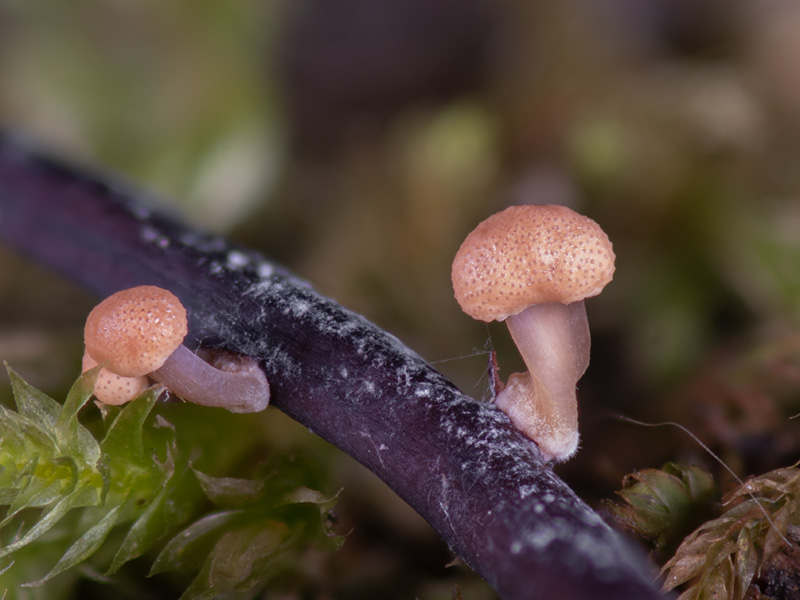 Claviceps purpurea